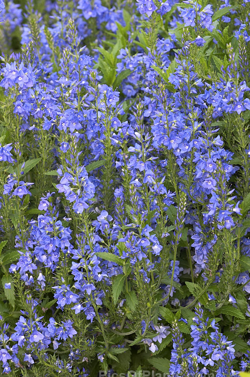 <i>Veronica austriaca</i> subsp. <i>teucrium</i> 'Royal Blue', a mid-sized, spreading form that grows to about 45cm high in flower. The parent species is a spring- to summer-flowering European perennial. Order: Lamiales, Family: Plantaginaceae