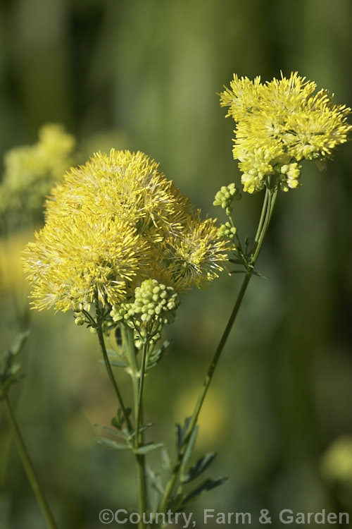 Yellow Meadow Rue (<i>Thalictrum flavum</i>), a late spring- to summer-flowering perennial native to Europe and North Africa. Its flower stems grow to around 1m tall thalictrum-2040htm'>Thalictrum.