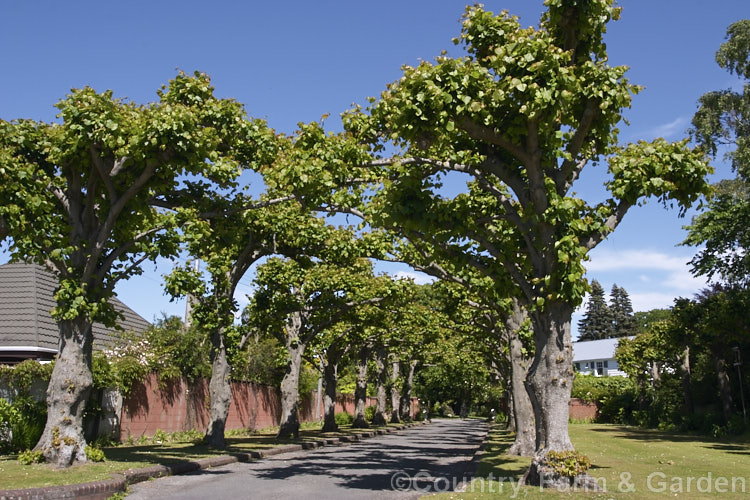 An avenue of pollarded Common or European Limes or Lindens (<i>Tilia x vulgaris [Tilia cordata x Tilia platyphyllos]), a hybrid, probably natural, of two Eurasian species that is widely used as street tree. Order: Malvales, Family: Malvaceae