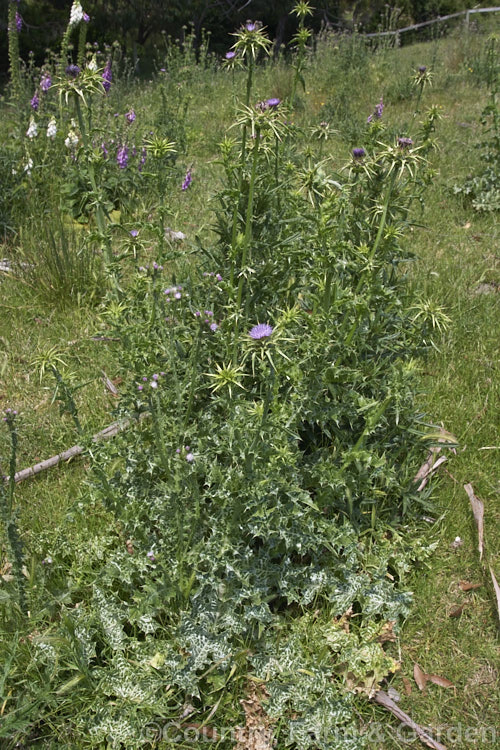 Variegated Thistle, Blessed. Thistle or Holy. Thistle (<i>Silybum marianum</i>), a large annual or biennial thistle easily distinguished by is variegated foliage. Originally found from southwestern Europe to Afghanistan, it is now a widely naturalised weed. silybum-3308htm'>Silybum.