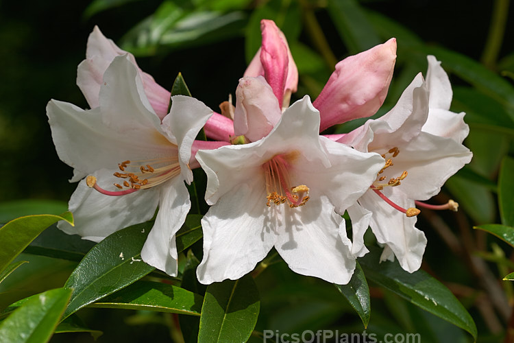 <i>Rhododendron</i> 'Kotuku' (syn. 'Virginale'), a scented hybrid of uncertain origins, probably with some Rhododendron maddenii in its parentage. It was originally marketed as <i>Rhododendron maddenii</i> 'Virginale'. It can grow to around 3m tall but is often considerably lower, with a rather lax-branched, spreading habit. Order: Ericales, Family: Ericaceae