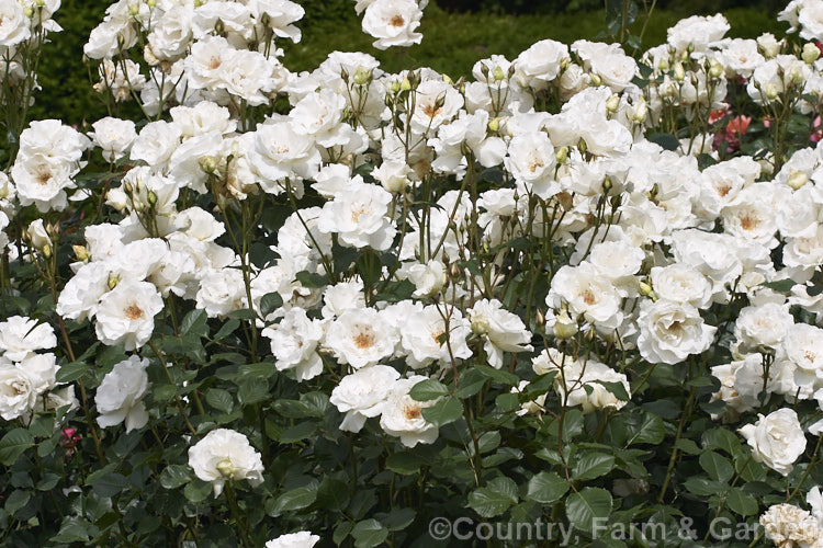 Rosa 'Margaret Merril' (['Rudolph Timm' x 'Dedication'] x 'Pascali'), a compact, fragrant. Cluster-flowered (<i>Floribunda</i>) bush raised by Harkness of England and introduced in 1978. Order: Rosales, Family: Rosaceae