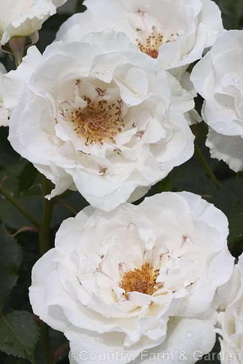 Rosa 'Margaret Merril' (['Rudolph Timm' x 'Dedication'] x 'Pascali'), a compact, fragrant. Cluster-flowered (<i>Floribunda</i>) bush raised by Harkness of England and introduced in 1978. Order: Rosales, Family: Rosaceae