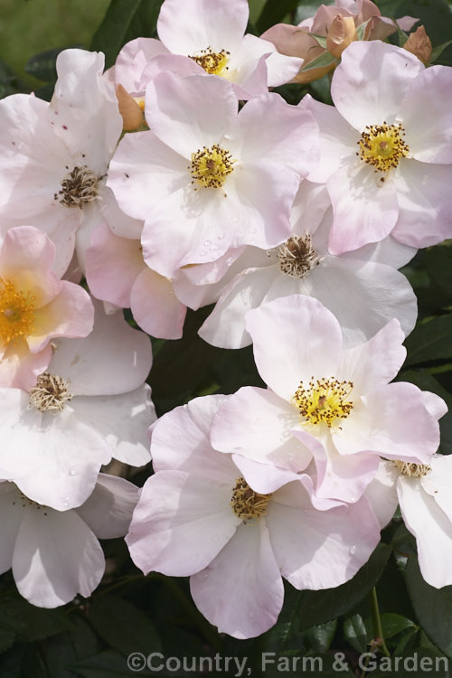 Rosa 'Sally. Holmes' ('Ivory. Fashion' x 'Ballerina'),a. Modern. Shrub rose raised by Holmes of England and introduced in 1976. It is large, bushy and heavy-flowering over a long season. These are late summer flowers. Order: Rosales, Family: Rosaceae