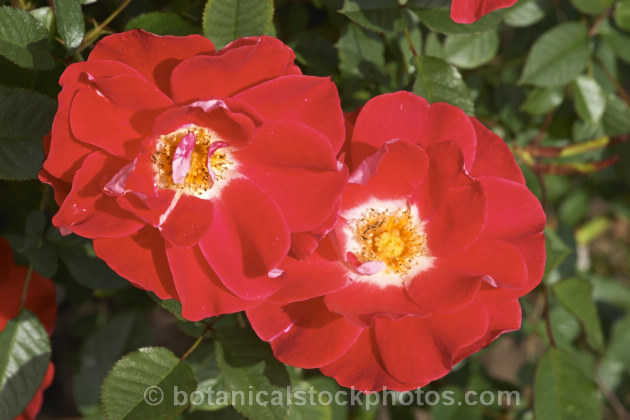 Rosa 'Matangi' (seedling x 'Picasso'), a heavy-flowering. Cluster-flowered (<i>Floribunda</i>) bush rose raised by McGredy of New Zealand and introduced in 1974. Order: Rosales, Family: Rosaceae