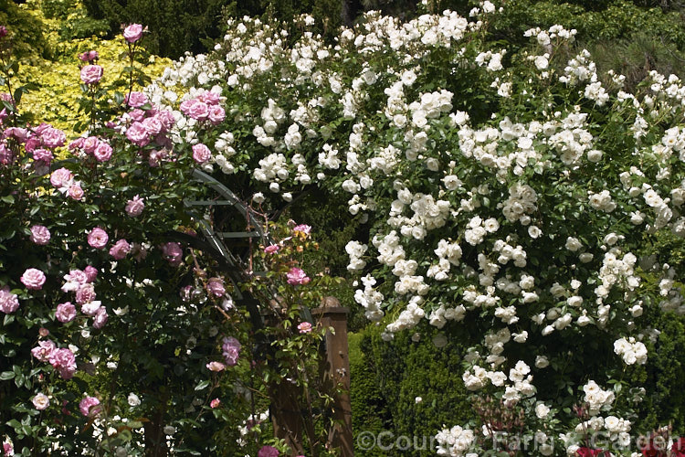 Two popular climbing. Cluster-flowered (<i>Floribunda</i>) roses: left, the pink and white 'Handel'; and right the climbing form of 'Iceberg'. Order: Rosales, Family: Rosaceae