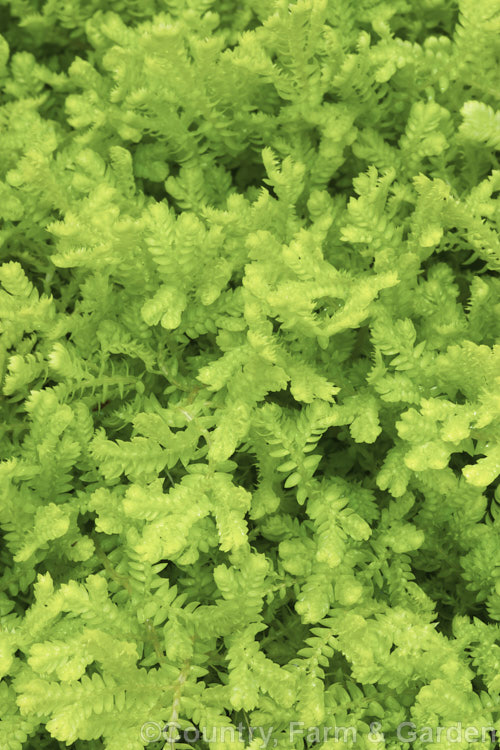 Selaginella kraussiana 'Aurea', a yellow-green-foliaged cultivar of the Spreading. Clubmoss, a rhizomatous perennial found in southern Africa and the Azores. Its use as a house plant has allowed it to naturalise in many mild areas. selaginella-3301htm'>Selaginella. <a href='selaginellaceae-plant-family-photoshtml'>Selaginellaceae</a>.