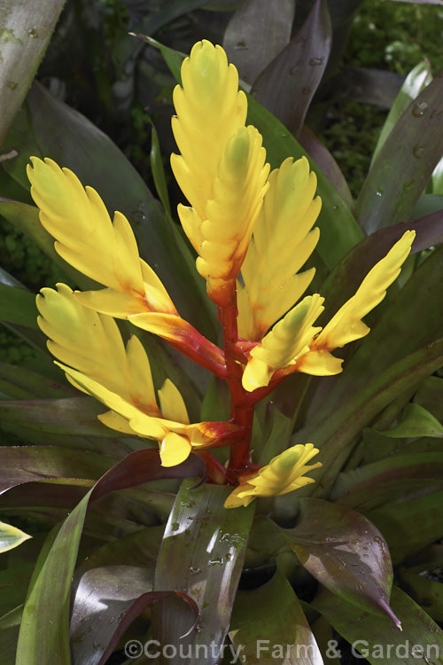 Vriesea 'Charlotte', a bromeliad with striking vivid floral bracts and purple-tinted foliage. The true flowers are not very showy. vriesea-2928htm'>Vriesea.