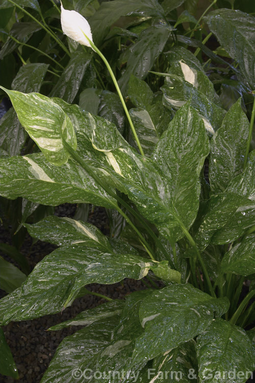 Spathiphyllum 'Domino', a compact hybrid Peace. Lily with variegated foliage. The flower spathes also become variegated green and white with age. spathiphyllum-2500htm'>Spathiphyllum.