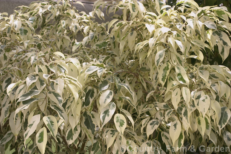Ficus benjamina 'Starlight' one of several variegated foliage cultivars of the Weeping fig (<i>Ficus benjamina</i>), a tree, up to 30m tall and native to Southeast Asia, northern Australia and nearby Pacific Islands, that is widely grown as a garden or house plant. Order: Rosales, Family: Moraceae
