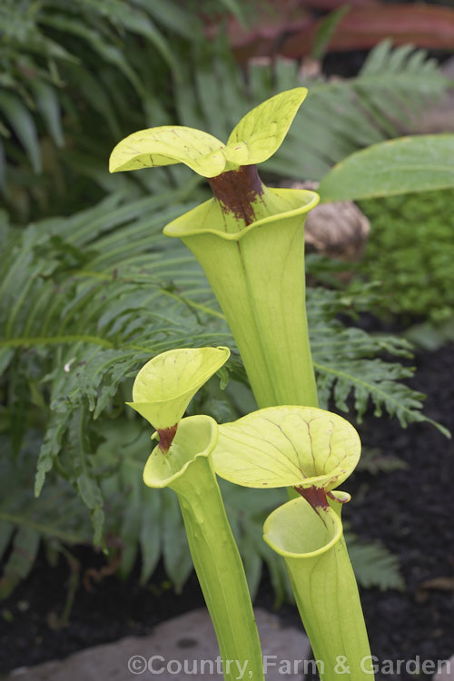 Yellow Trumpet or Yellow Pitcher Plant (<i>Sarracenia flava</i>), a carnivorous perennial found in the southeastern United States. The stems of its pitchers are up to 12m tall It also bears yellow flowers to 10cm wide. sarracenia-3281htm'>Sarracenia. <a href='sarraceniaceae-plant-family-photoshtml'>Sarraceniaceae</a>.