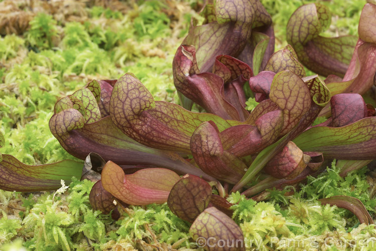 Sarracenia x courtii, a garden hybrid between Sarracenia psittacina and Sarracenia purpurea. It has a spreading prostrate habit with deep red flowers. sarracenia-3281htm'>Sarracenia. <a href='sarraceniaceae-plant-family-photoshtml'>Sarraceniaceae</a>.