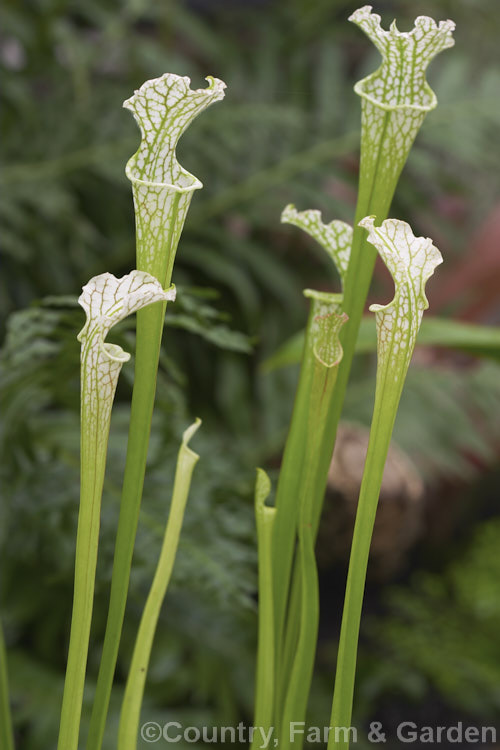 White Trumpet (<i>Sarracenia leucophylla</i>), a carnivorous perennial native to the southern United States . Its white veined pitchers are up to 12m tall and its flowers are red. sarracenia-3281htm'>Sarracenia. <a href='sarraceniaceae-plant-family-photoshtml'>Sarraceniaceae</a>.