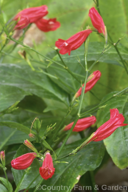 Ruellia graecizans, an evergreen subshrub to 60cm tall, native to tropical and subtropical South America. It is widely grown as a house or greenhouse plant. ruellia-3266htm'>Ruellia.