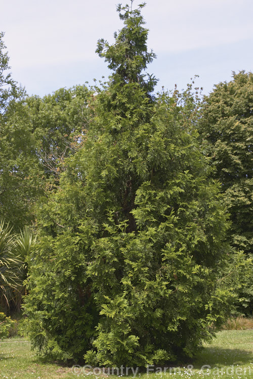 Thujopsis dolobrata, a 20-30m tall conifer native to Japan. When mature it has spreading branches that often sweep up slightly at the tips. Order: Pinales, Family: Cupressaceae