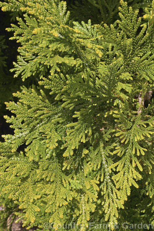 The summer foliage of Thujopsis dolobrata, a 20-30m tall conifer native to Japan. When mature it has spreading branches that often sweep up slightly at the tips. Order: Pinales, Family: Cupressaceae