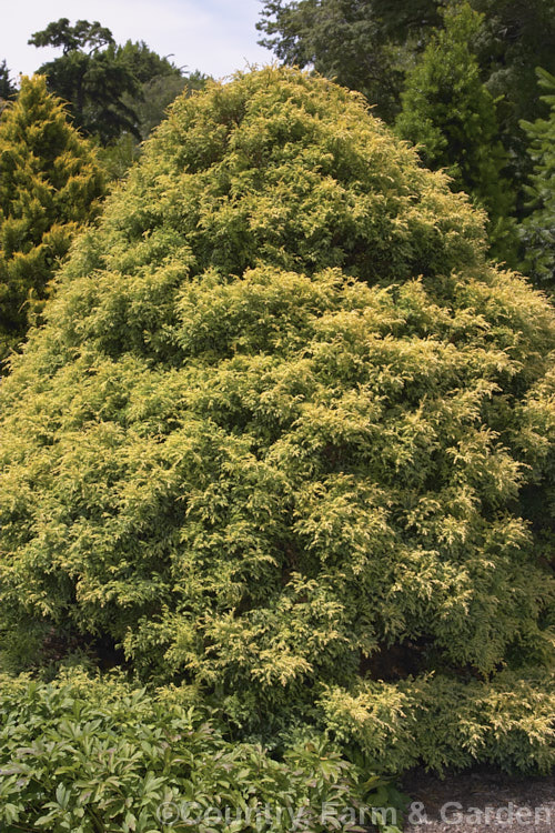 Chamaecyparis pisifera 'Squarrosa. Sulphurea', this cultivar of a 40m Japanese tree has soft creamy green summer foliage and grows to around 2m tall chamaecyparis-2076htm'>Chamaecyparis. Order: Pinales, Family: Cupressaceae