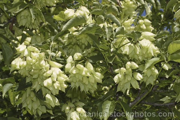 The seed capsules of the Bladdernut (<i>Staphylea pinnata</i>), a deciduous shrub up to 5m tall native to Europe and western Asia. Its clusters of white flowers open in spring and are followed by papery fruit capsules up to 3cm wide. Order: Crossosomatales, Family: Staphyleaceae