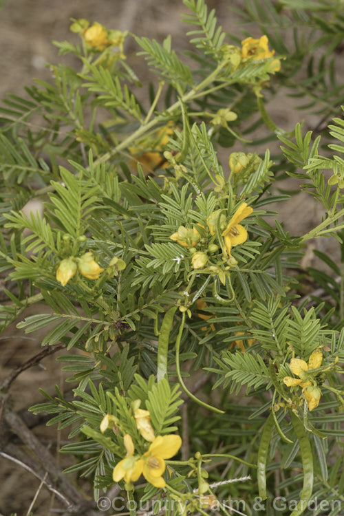 Senna aciphylla (syn. Cassia aciphylla</i>), a densely foliaged though wiry-stemmed 05-15m high evergreen shrub native to eastern Australia. senna-3304htm'>Senna.