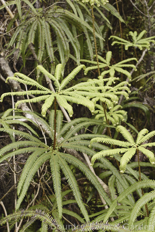 Umbrella. Fern (<i>Sticherus cunninghamii</i>), a very distinctive New Zealand fern found in wetter lowland areas of the South Island and Stewart Island and at higher altitudes in the North Island Order: Gleicheniales, Family: Gleicheniaceae