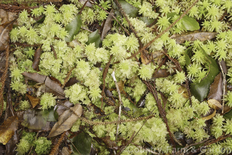 Sphagnum Moss (<i>Sphagnum cristatum</i>), this is the common sphagnum moss found in high rainfall areas of New Zealand andAustralia. It is harvested commercially, mainly for the horticultural industry. sphagnum-3323htm'>Sphagnum. <a href='sphagnaceae-plant-family-photoshtml'>Sphagnaceae</a>.
