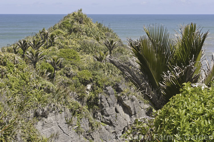 Nikau Palm or Shaving Brush Palm (<i>Rhopalostylis sapida</i>), a New Zealand feather palm also found at 44S in the Chatham Islands, making it the southernmost palm