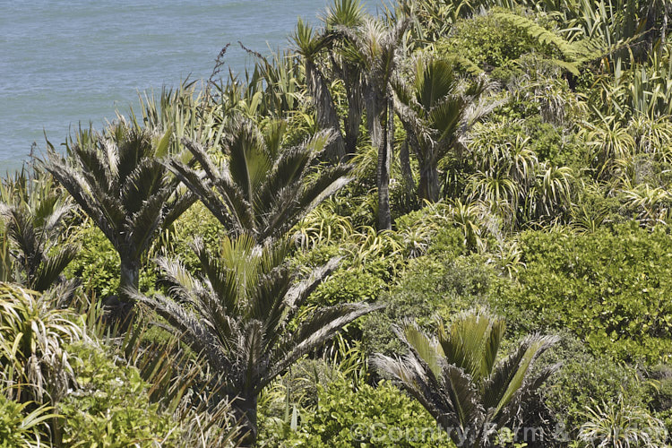 Nikau Palm or Shaving Brush Palm (<i>Rhopalostylis sapida</i>), a New Zealand feather palm also found at 44S in the Chatham Islands, making it the southernmost palm
