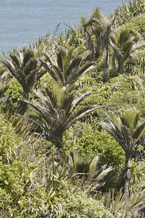 Nikau Palm or Shaving Brush Palm (<i>Rhopalostylis sapida</i>), a New Zealand feather palm also found at 44S in the Chatham Islands, making it the southernmost palm