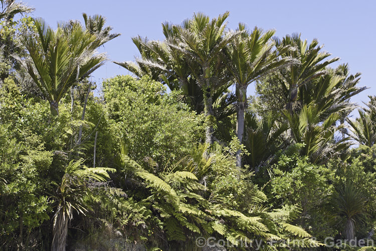 Nikau Palm or Shaving Brush Palm (<i>Rhopalostylis sapida</i>), a New Zealand feather palm also found at 44S in the Chatham Islands, making it the southernmost palm