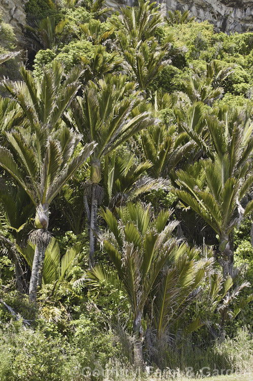 Nikau Palm or Shaving Brush Palm (<i>Rhopalostylis sapida</i>), a New Zealand feather palm also found at 44S in the Chatham Islands, making it the southernmost palm