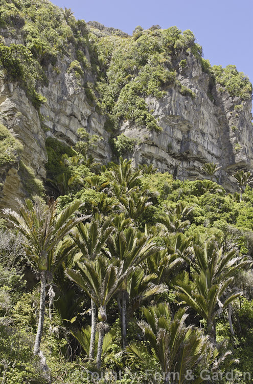 Nikau Palm or Shaving Brush Palm (<i>Rhopalostylis sapida</i>), a New Zealand feather palm also found at 44S in the Chatham Islands, making it the southernmost palm