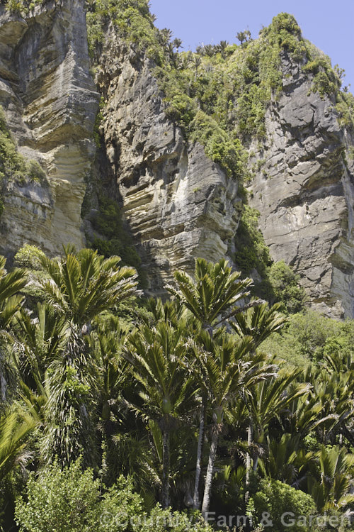 Nikau Palm or Shaving Brush Palm (<i>Rhopalostylis sapida</i>), a New Zealand feather palm also found at 44S in the Chatham Islands, making it the southernmost palm