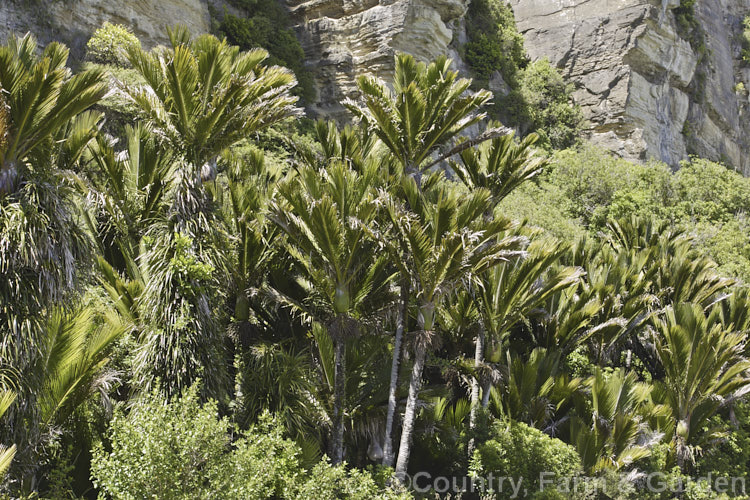 Nikau Palm or Shaving Brush Palm (<i>Rhopalostylis sapida</i>), a New Zealand feather palm also found at 44S in the Chatham Islands, making it the southernmost palm