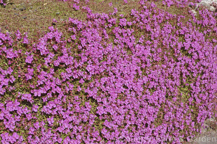 Spanish Shawl (<i>Heterocentron elegans</i>), a groundcover or spreading subshrub from Mexico, Guatemala and Honduras. An excellent summer-flowering rockery plant in mild climates.