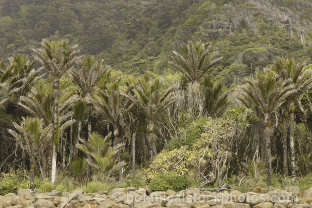 Nikau palms (<i>Rhopalostylis sapida</i>) at the mouth of the Punakaiki. River, Westland New Zealand. These palms are a dominant feature among the vegetation of this area