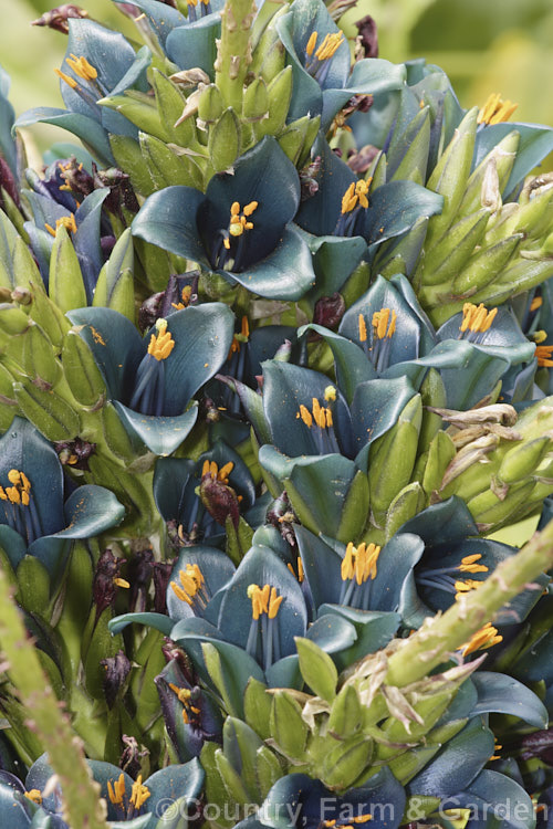 Puya berteroniana, a spectacularly coloured summer-flowering bromeliad native to central Chile. Most cultivated plants labelled. Puya alpestris are actually this species