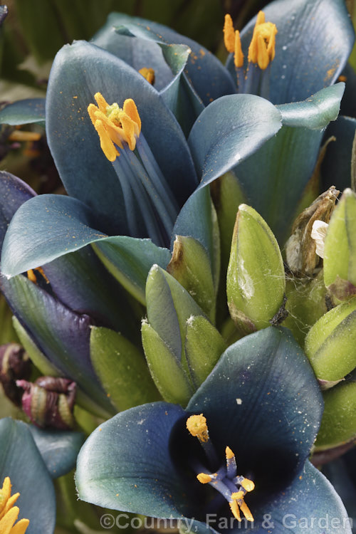 Puya berteroniana, a spectacularly coloured summer-flowering bromeliad native to central Chile. Most cultivated plants labelled. Puya alpestris are actually this species