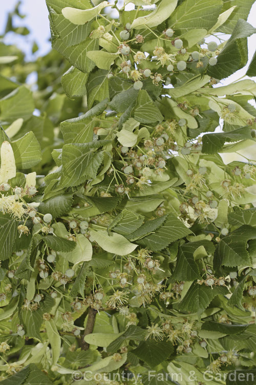 The flowers and developing fruit (samara</i>) of the Broad-leaved or Large-leaved Lime (<i>Tilia platyphyllos</i>), a 40m tall deciduous tree found naturally from Europe to southwest Asia. Order: Malvales, Family: Malvaceae