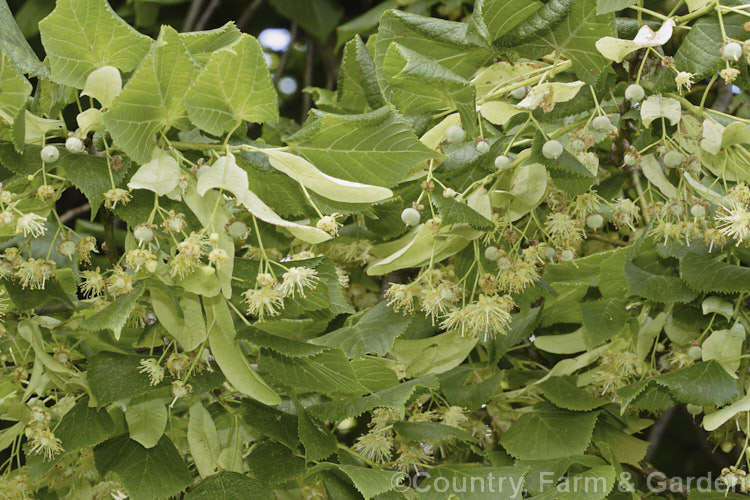 The flowers and developing fruit (samara</i>) of the Broad-leaved or Large-leaved Lime (<i>Tilia platyphyllos</i>), a 40m tall deciduous tree found naturally from Europe to southwest Asia. Order: Malvales, Family: Malvaceae