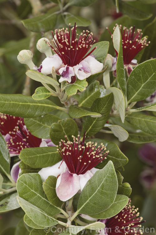 Flowers of the Feijoa or Pineapple Guava (<i>Acca sellowiana</i> [syn. <i>Feijoa sellowiana</i>]), a shrub or small tree from southern Brazil and northern Argentina, with a distinctively flavoured fruit. The flower petals are edible, which attracts birds and other small animals that in turn pollinate the flowers. Order: Myrtales, Family: Myrtaceae