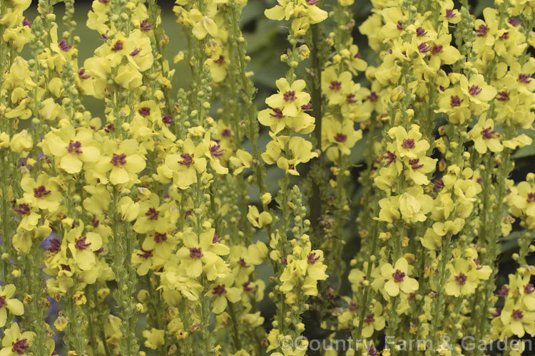 Nettle-leaved Mullein (<i>Verbascum chaixii</i>), a late spring- to early summer-flowering perennial found over much of southern and central Europe from Spain to Russia. Flower stems to 15m tall verbascum-3385htm'>Verbascum. <a href='scrophulariaceae-plant-family-photoshtml'>Scrophulariaceae</a>.