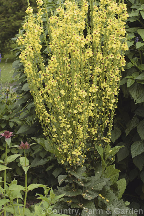 Nettle-leaved Mullein (<i>Verbascum chaixii</i>), a late spring- to early summer-flowering perennial found over much of southern and central Europe from Spain to Russia. Flower stems to 15m tall verbascum-3385htm'>Verbascum. <a href='scrophulariaceae-plant-family-photoshtml'>Scrophulariaceae</a>.
