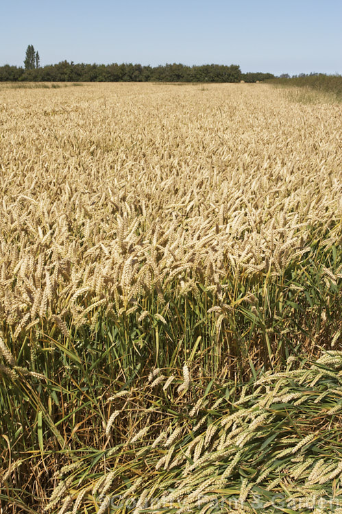 'Claire'. Wheat (<i>Triticum aestivum 'Claire'), one of several new wheat strains that crops heavily on short stems for easier harvesting and less wind damage. triticum-2291htm'>Triticum. .