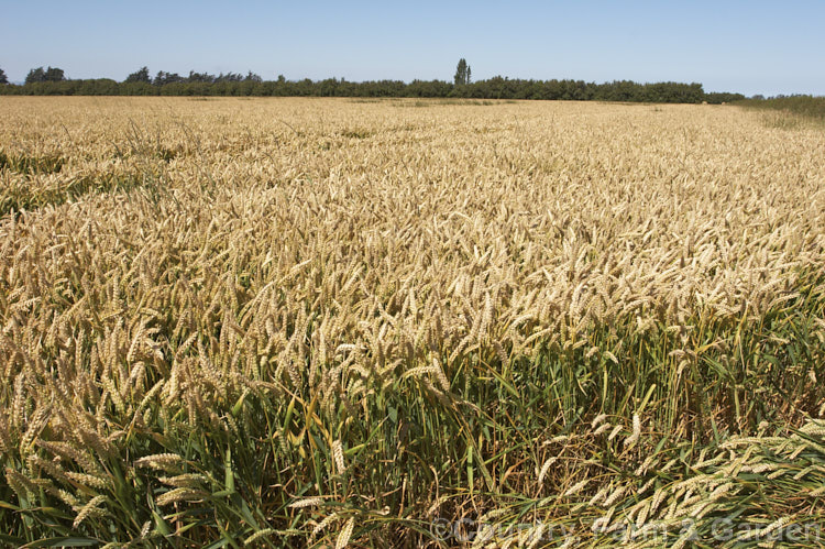 'Claire'. Wheat (<i>Triticum aestivum 'Claire'), one of several new wheat strains that crops heavily on short stems for easier harvesting and less wind damage. triticum-2291htm'>Triticum. .