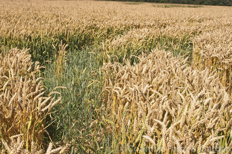 'Claire'. Wheat (<i>Triticum aestivum 'Claire'), one of several new wheat strains that crops heavily on short stems for easier harvesting and less wind damage. triticum-2291htm'>Triticum. .