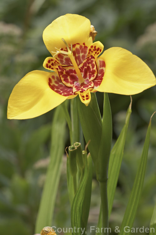 Jockey's Cap (<i>Tigridia pavonia</i>), a widely cultivated. Mexican bulb that is found in a variety of colours. The flowers last only one day but appear in succession through summer. Order: Asparagales, Family: Iridaceae