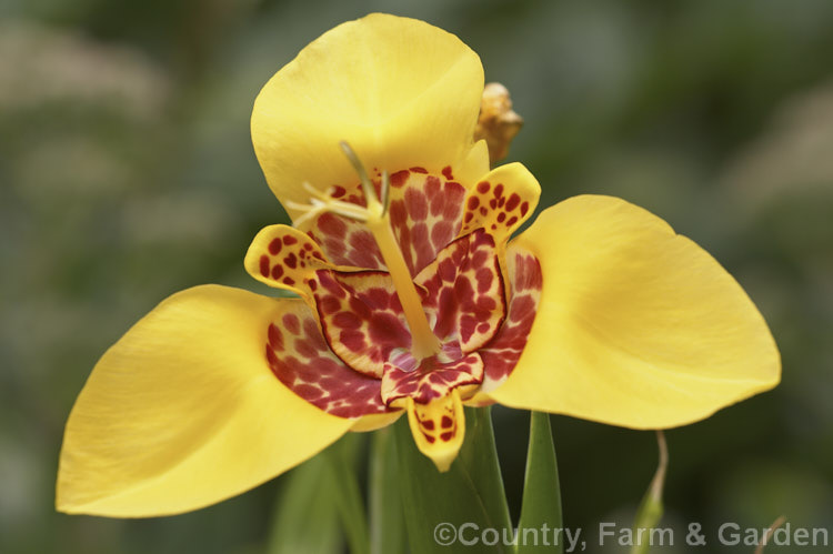 Jockey's Cap (<i>Tigridia pavonia</i>), a widely cultivated. Mexican bulb that is found in a variety of colours. The flowers last only one day but appear in succession through summer. Order: Asparagales, Family: Iridaceae