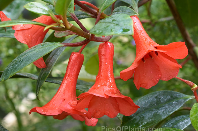 <i>Rhododendron lochiae</i>, a 90cm high shrub found in northeastern Australia. It is one of the Vireya or tropical rhododendrons and the only species native to Australia. Order: Ericales, Family: Ericaceae