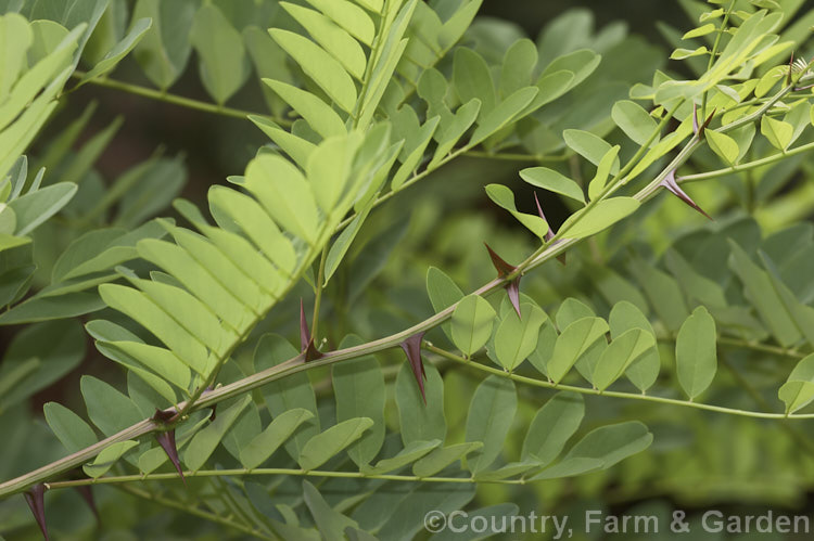 Black or Yellow Locust or False Acacia (<i>Robinia pseudoacacia</i>), showing its strong and rather vicious thorns. The flowers of this 12-2.5m tall deciduous tree from the eastern and central United States are mildly fragrant. robinia-2218htm'>Robinia.