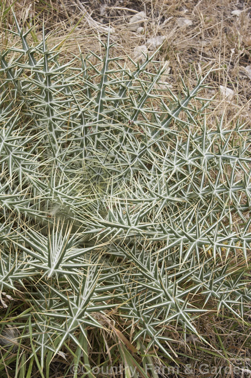A young foliage rosette of the Greek. Thistle (<i>Ptilostemon afer</i>), a biennial thistle native to the central and southern Balkans. It forms a rosette of very spiny, narrowly lobed leaves and its flower stem is up to 1m tall. The flowerheads are pinkish purple. ptilostemon-3243htm'>Ptilostemon.